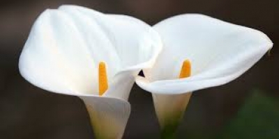 calla-lily-2-nq9jdt5dnceg59tnv2l9jepfcneej65ko21u5ls3ww