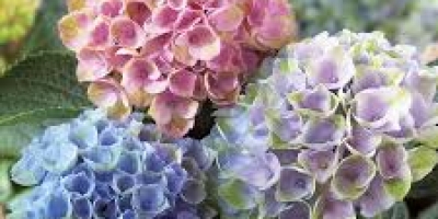 hydrangea-2-nq9jgks9rs6ubxsxp9npvpkabhrb7354dr7b0xodlc
