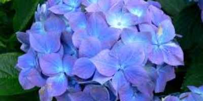 hydrangea-nq9jg4t0jlkyukg5akr27blg7xy2k8donk41v8c2j4