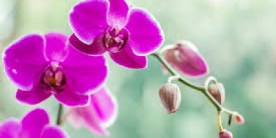 orchid-2-nq9j552ymcj92qeyhbp4jlge4q4jjnqot5gmtqmtao
