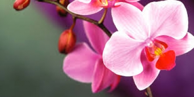 orchid-nq9j4cvsxbgnefjx1zibgskkb5zj4qmqp9w2ffsmhc
