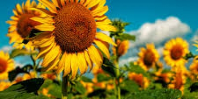 sunflower-2-nq9iyn15clmurtuxg0j0sqim7s65b0xiwz0qbu9uc0