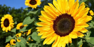 sunflower-nq9ixxni82o42cvsk7k3fex66dn8j74rthemddbh00