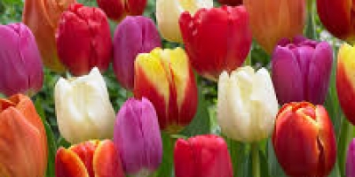 tulip-nq9j94w9o004f2m25jv1n35x0ofp9clmcx9x92pkuo